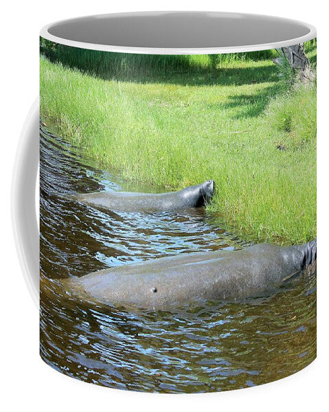 Manatees Resting by Shore of Indian River Lagoon, Florida - Mug