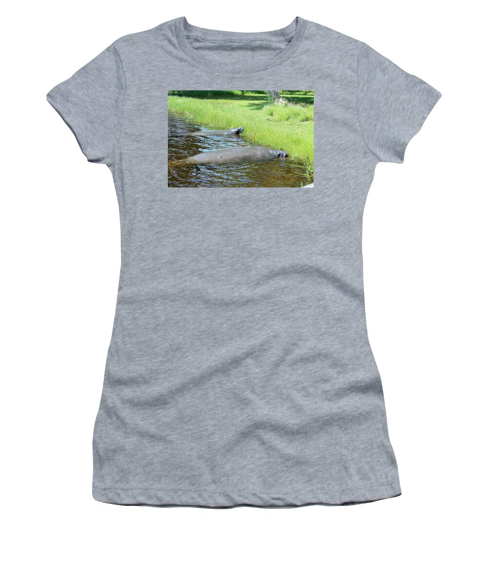 Manatees Resting by Shore of Indian River Lagoon, Florida - Women's T-Shirt
