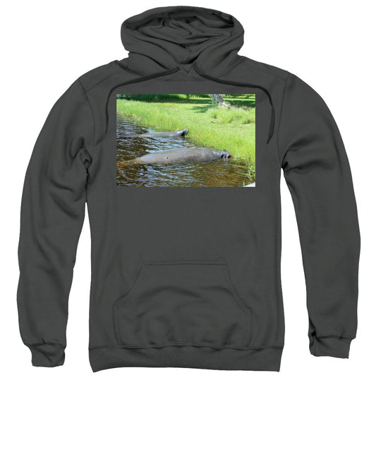 Manatees Resting by Shore of Indian River Lagoon, Florida - Sweatshirt