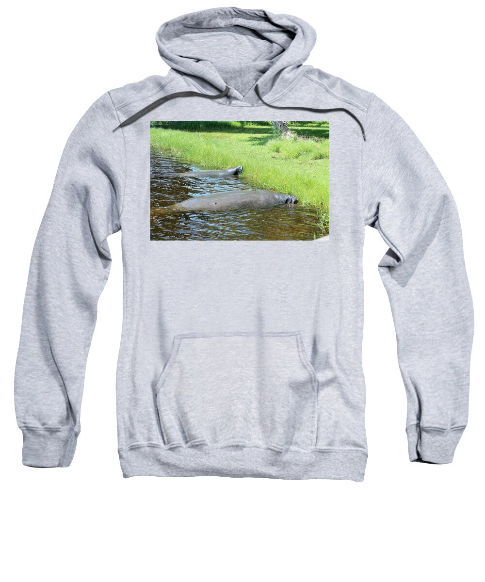 Manatees Resting by Shore of Indian River Lagoon, Florida - Sweatshirt