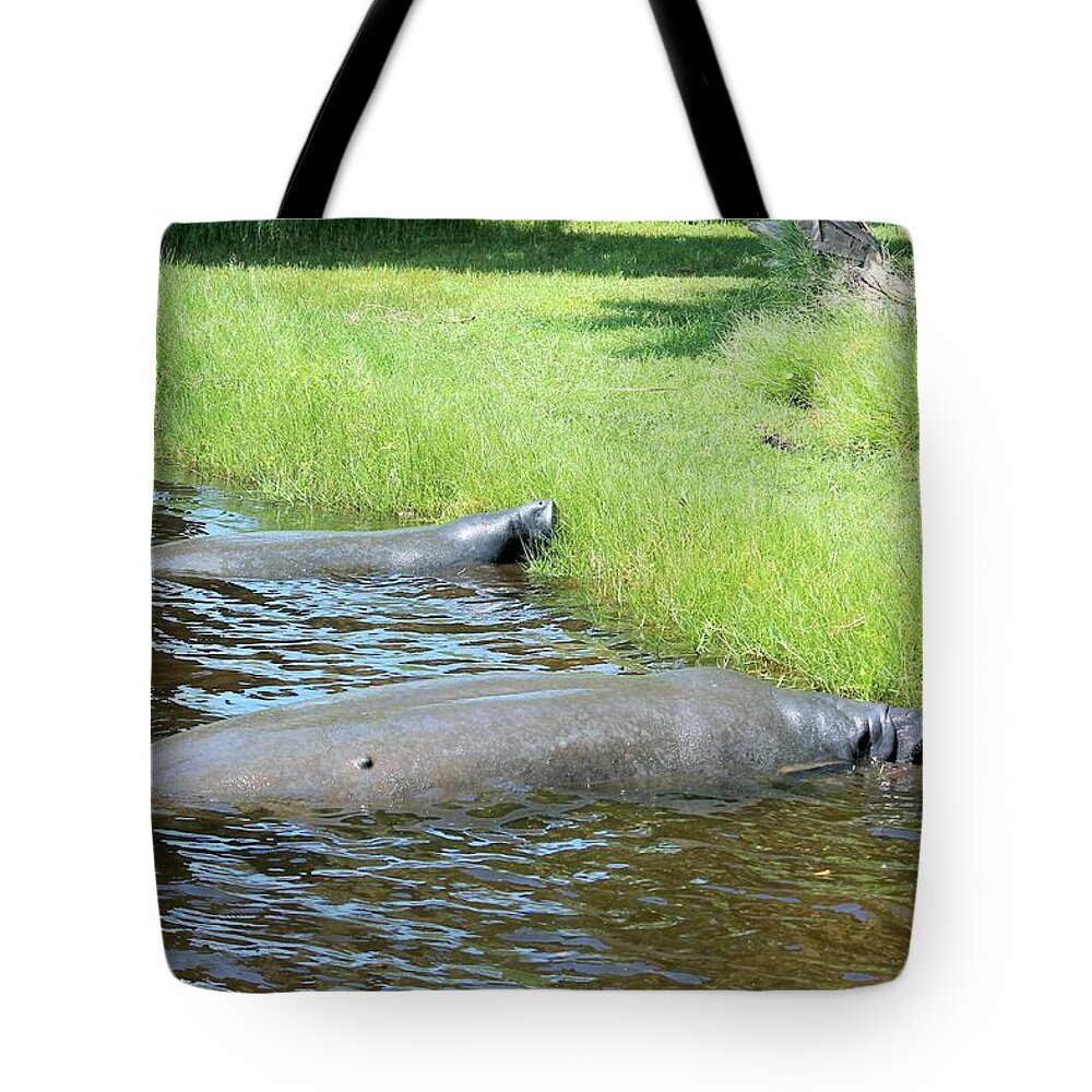 Manatees Resting by Shore of Indian River Lagoon, Florida - Tote Bag
