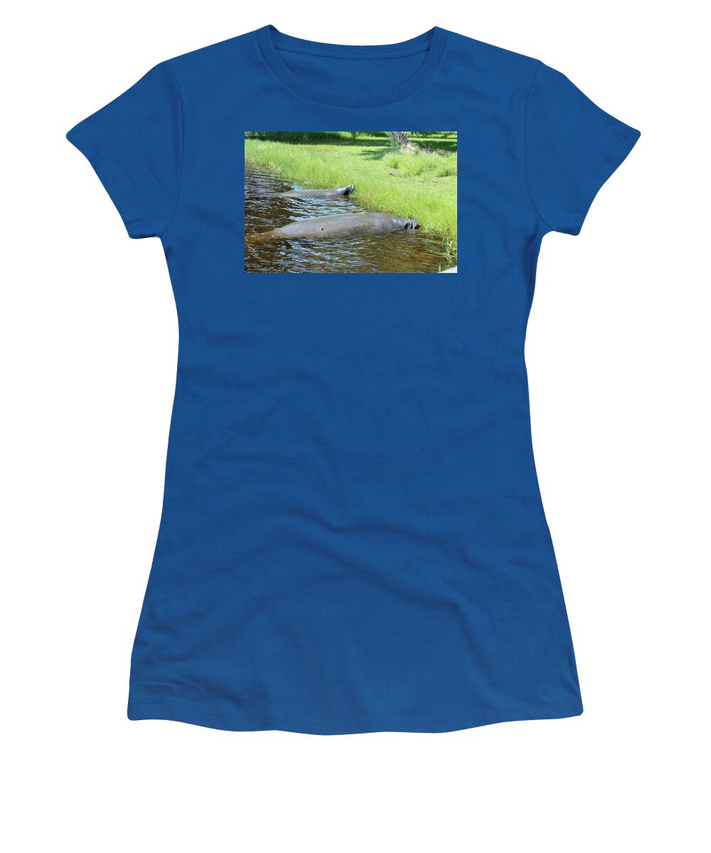 Manatees Resting by Shore of Indian River Lagoon, Florida - Women's T-Shirt
