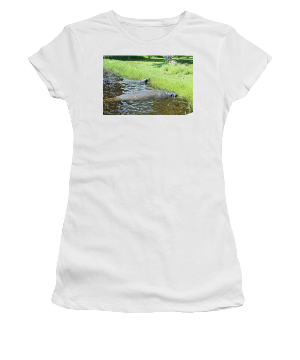 Manatees Resting by Shore of Indian River Lagoon, Florida - Women's T-Shirt