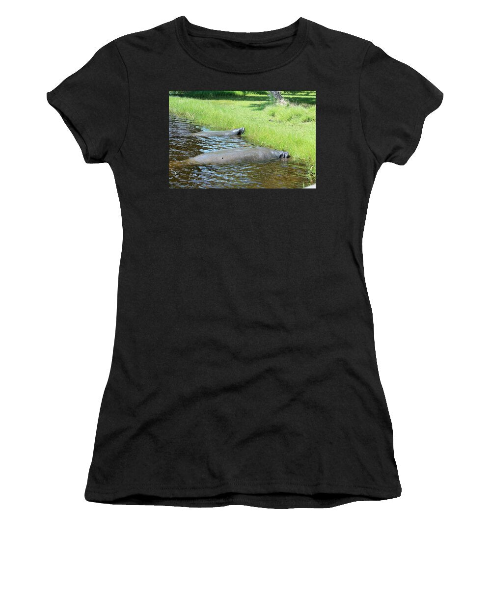 Manatees Resting by Shore of Indian River Lagoon, Florida - Women's T-Shirt