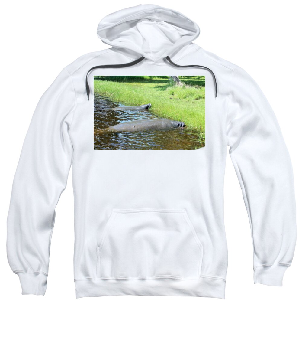 Manatees Resting by Shore of Indian River Lagoon, Florida - Sweatshirt