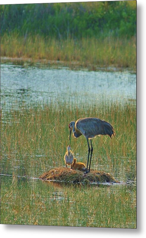 Sandhill Crane and Chicks in Malabar, Florida - Metal Print