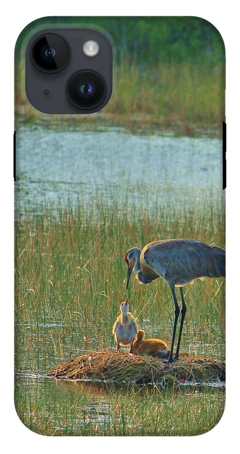 Sandhill Crane and Chicks in Malabar, Florida - Phone Case