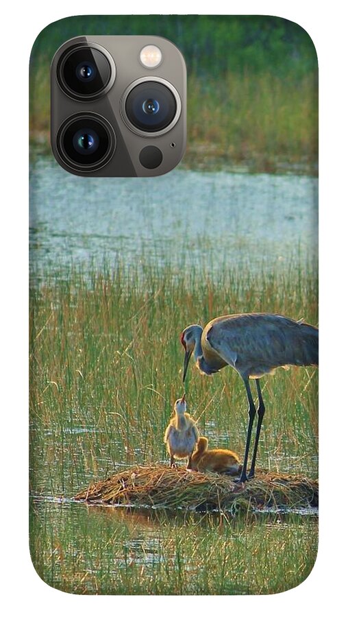 Sandhill Crane and Chicks in Malabar, Florida - Phone Case