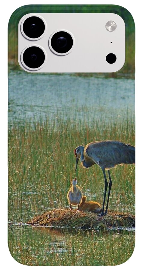 Sandhill Crane and Chicks in Malabar, Florida - Phone Case