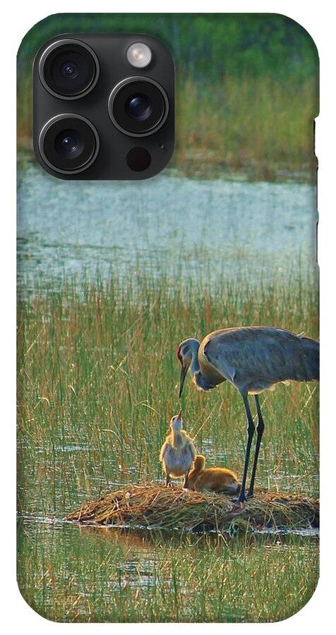 Sandhill Crane and Chicks in Malabar, Florida - Phone Case