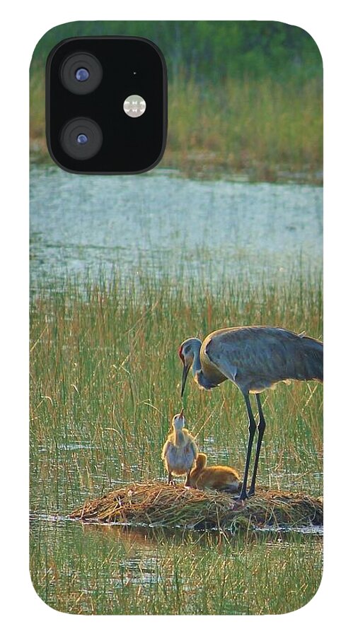 Sandhill Crane and Chicks in Malabar, Florida - Phone Case
