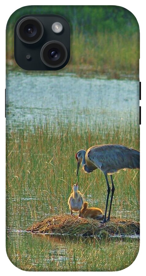 Sandhill Crane and Chicks in Malabar, Florida - Phone Case
