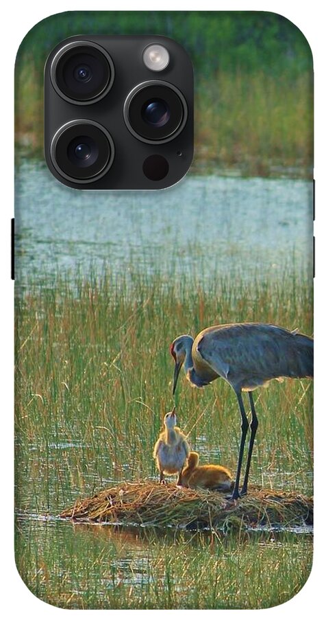 Sandhill Crane and Chicks in Malabar, Florida - Phone Case