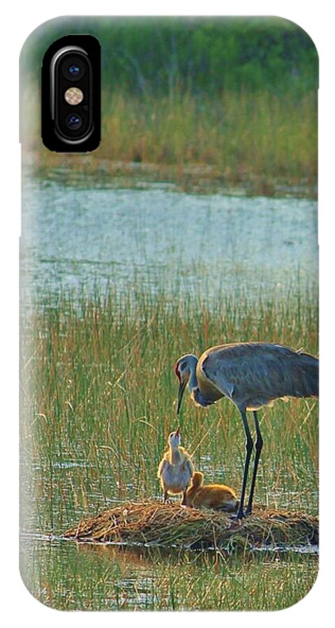 Sandhill Crane and Chicks in Malabar, Florida - Phone Case