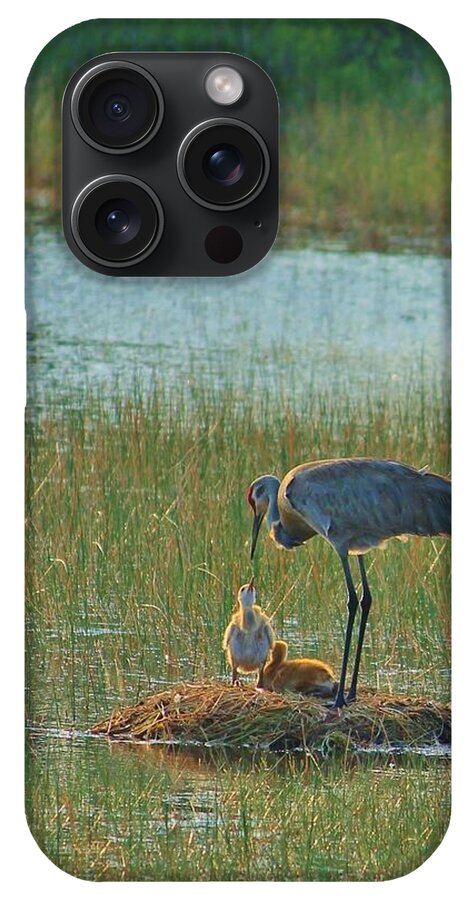 Sandhill Crane and Chicks in Malabar, Florida - Phone Case