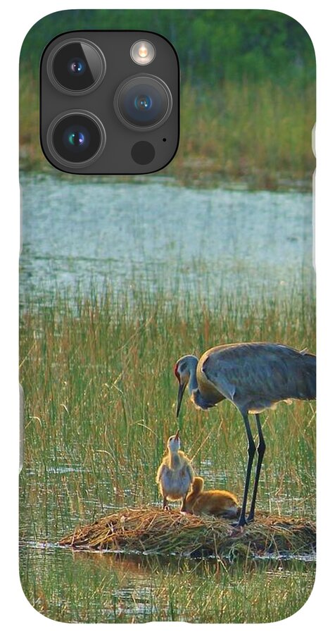 Sandhill Crane and Chicks in Malabar, Florida - Phone Case