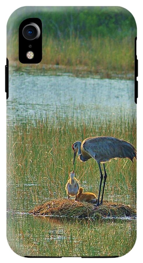 Sandhill Crane and Chicks in Malabar, Florida - Phone Case