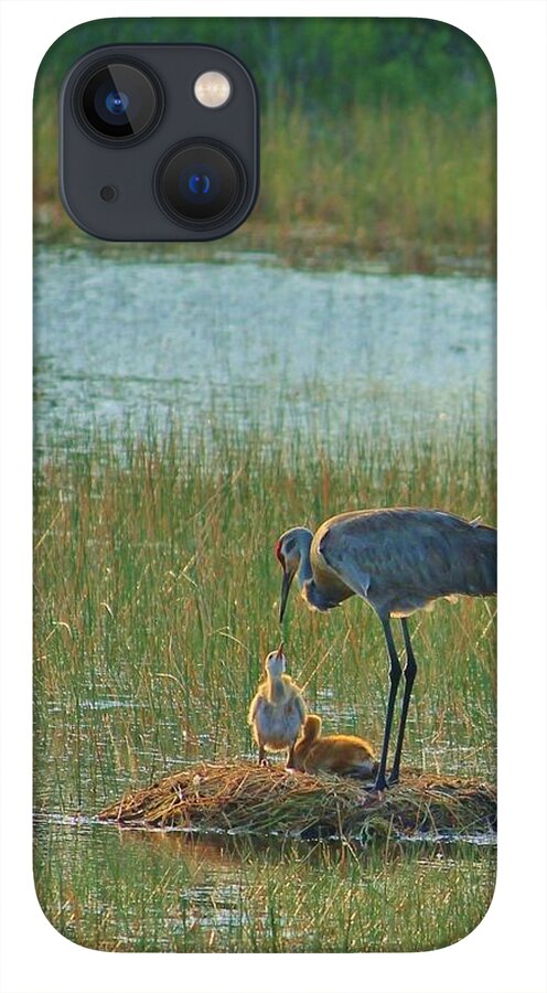 Sandhill Crane and Chicks in Malabar, Florida - Phone Case