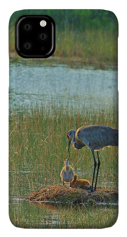 Sandhill Crane and Chicks in Malabar, Florida - Phone Case