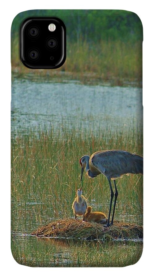 Sandhill Crane and Chicks in Malabar, Florida - Phone Case