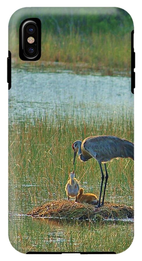 Sandhill Crane and Chicks in Malabar, Florida - Phone Case