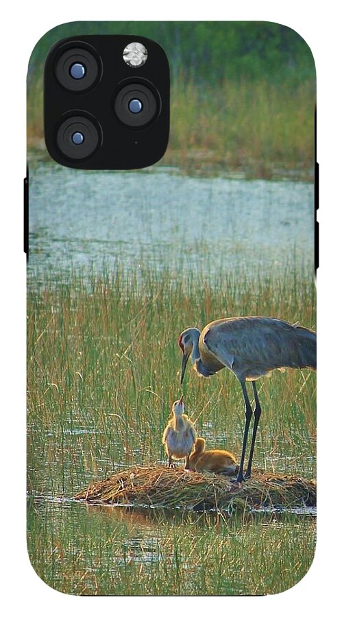 Sandhill Crane and Chicks in Malabar, Florida - Phone Case