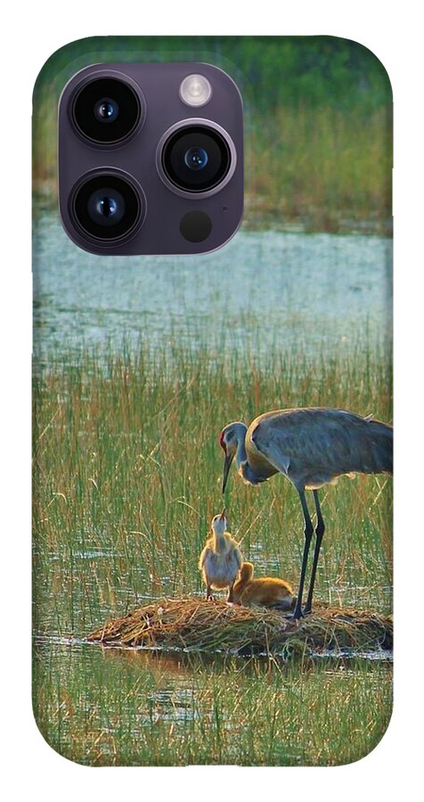 Sandhill Crane and Chicks in Malabar, Florida - Phone Case