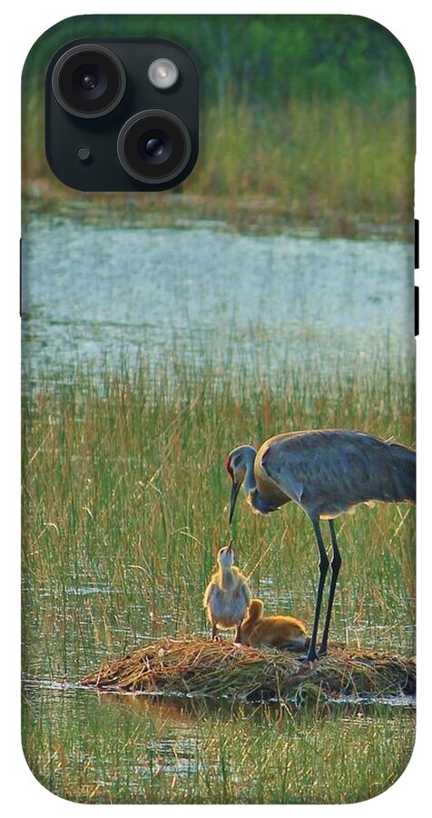 Sandhill Crane and Chicks in Malabar, Florida - Phone Case
