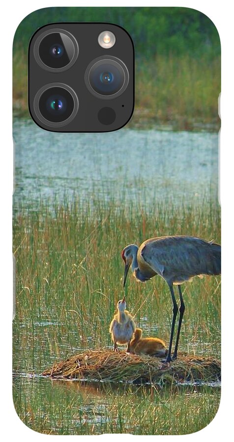 Sandhill Crane and Chicks in Malabar, Florida - Phone Case