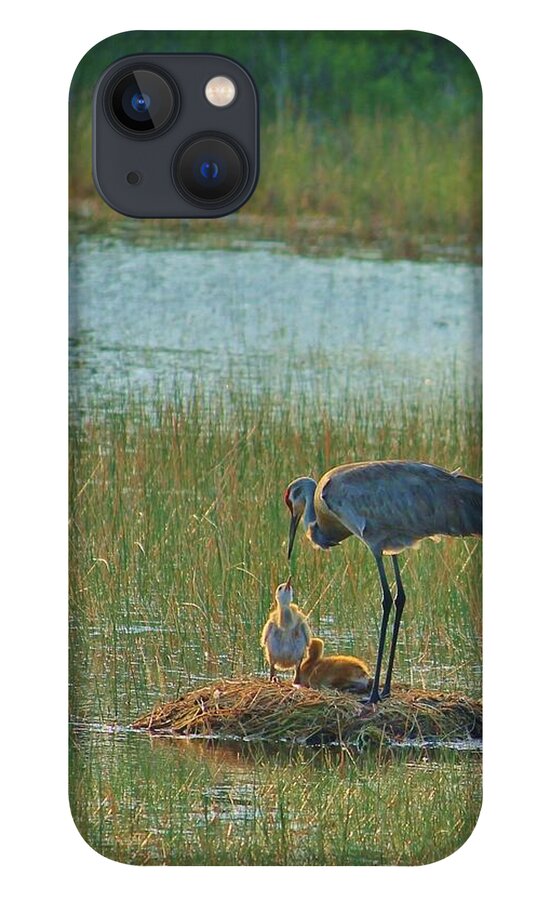 Sandhill Crane and Chicks in Malabar, Florida - Phone Case