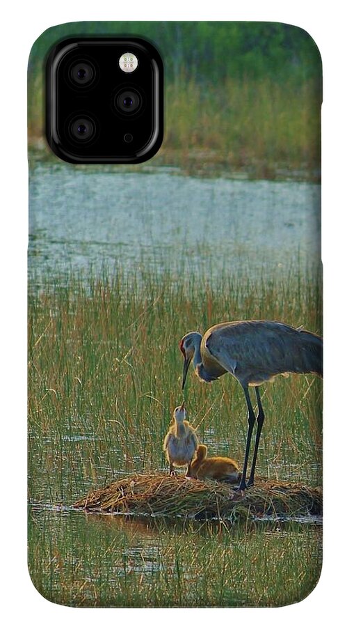 Sandhill Crane and Chicks in Malabar, Florida - Phone Case