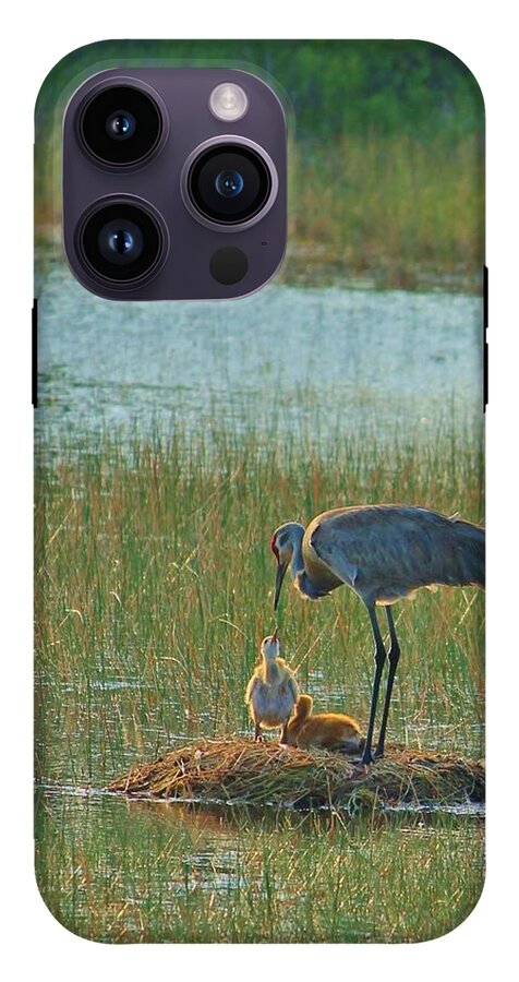 Sandhill Crane and Chicks in Malabar, Florida - Phone Case