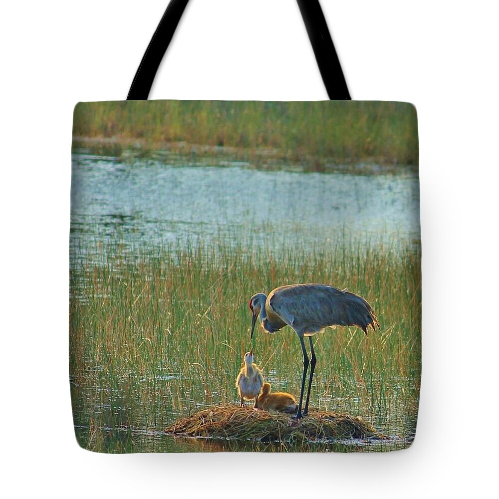 Sandhill Crane and Chicks in Malabar, Florida - Tote Bag