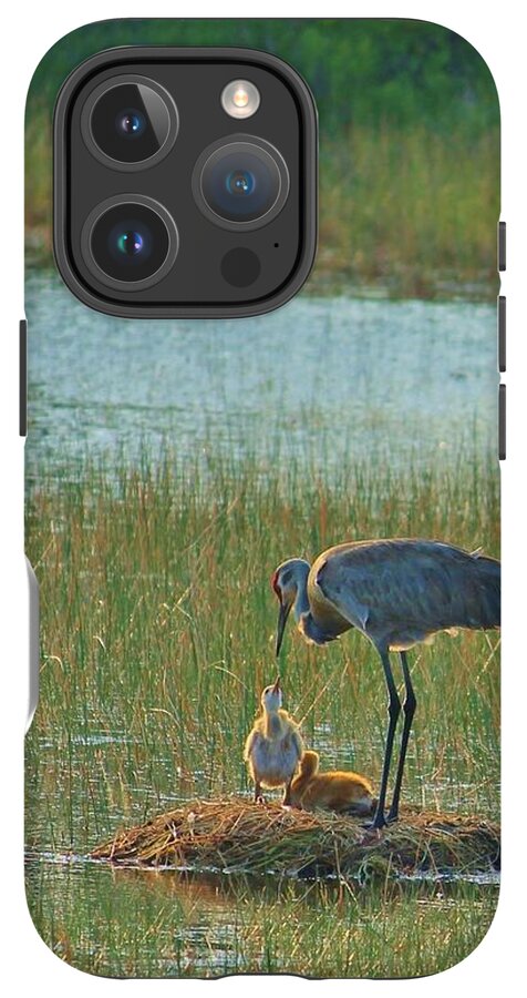 Sandhill Crane and Chicks in Malabar, Florida - Phone Case