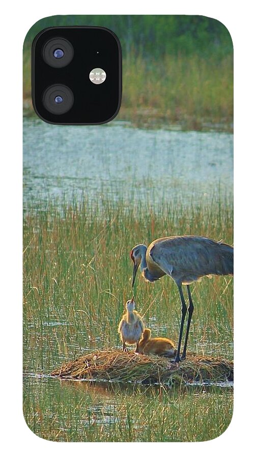 Sandhill Crane and Chicks in Malabar, Florida - Phone Case