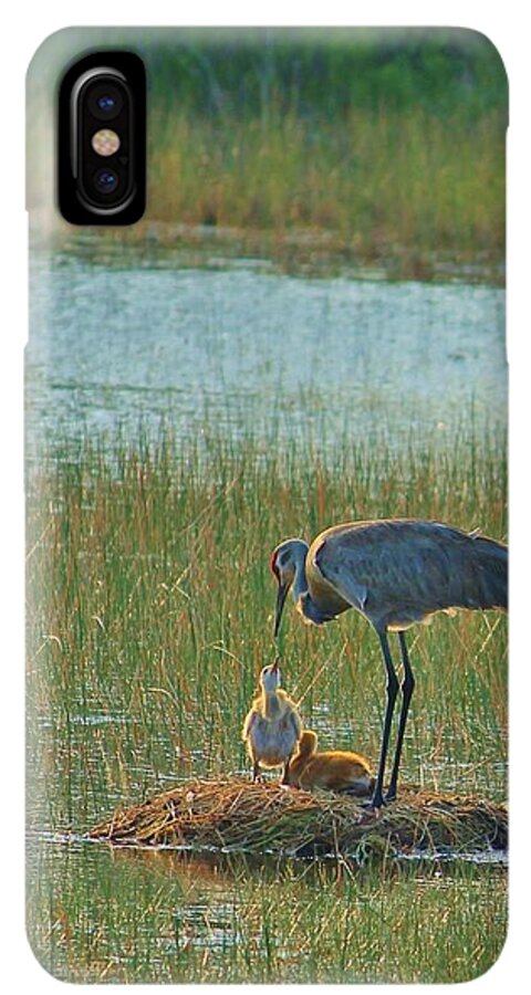 Sandhill Crane and Chicks in Malabar, Florida - Phone Case