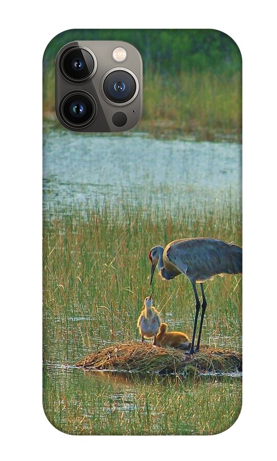 Sandhill Crane and Chicks in Malabar, Florida - Phone Case