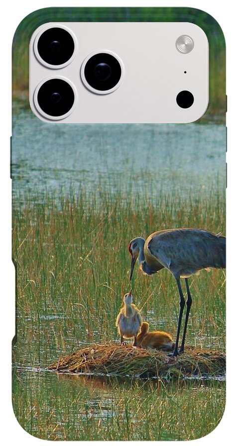 Sandhill Crane and Chicks in Malabar, Florida - Phone Case