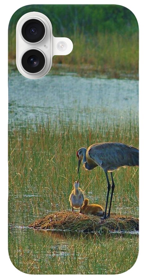 Sandhill Crane and Chicks in Malabar, Florida - Phone Case