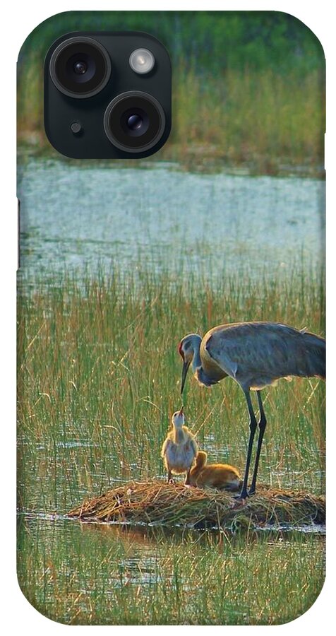 Sandhill Crane and Chicks in Malabar, Florida - Phone Case