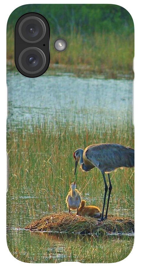 Sandhill Crane and Chicks in Malabar, Florida - Phone Case