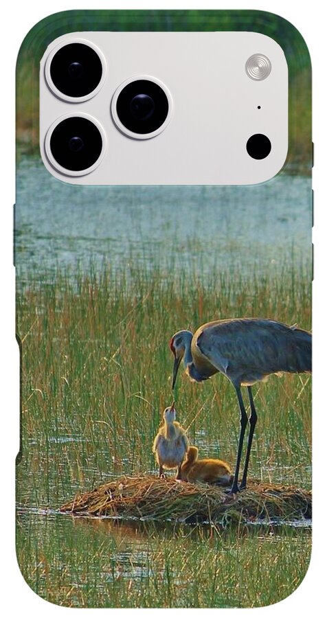 Sandhill Crane and Chicks in Malabar, Florida - Phone Case