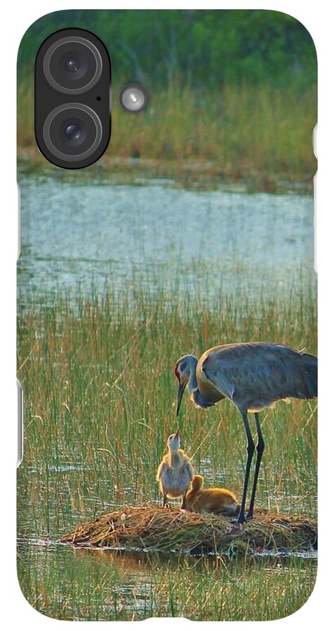 Sandhill Crane and Chicks in Malabar, Florida - Phone Case