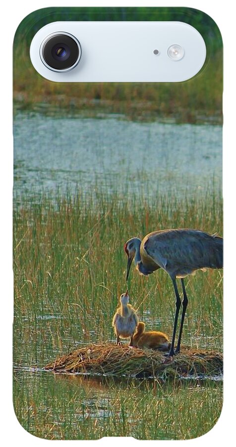 Sandhill Crane and Chicks in Malabar, Florida - Phone Case