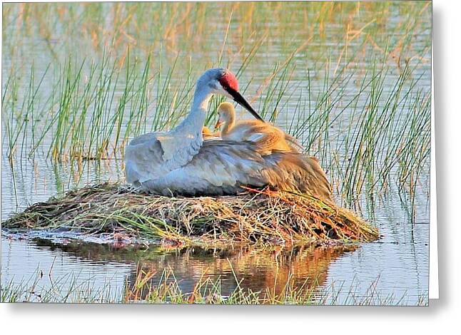 Sandhill Crane with Chicks Malabar Florida - Greeting Card