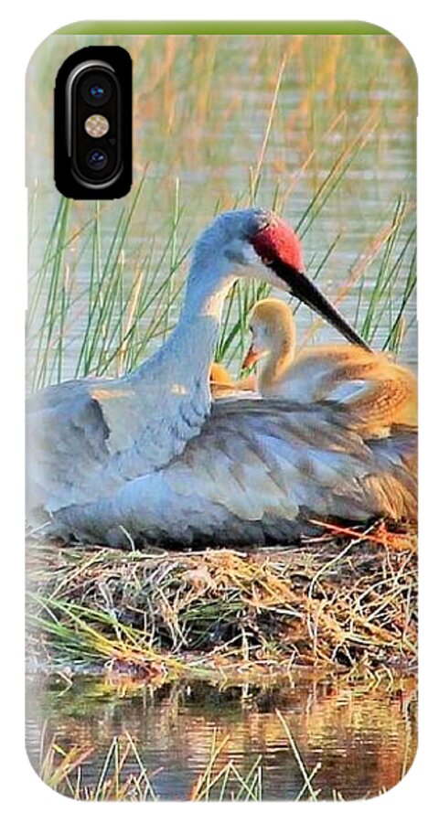 Sandhill Crane with Chicks Malabar Florida - Phone Case