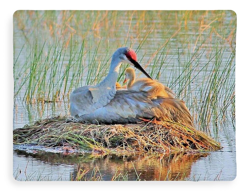 Sandhill Crane with Chicks Malabar Florida Blanket