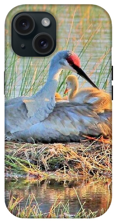 Sandhill Crane with Chicks Malabar Florida - Phone Case