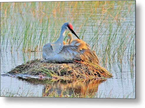 Sandhill Crane with Chicks Malabar Florida - Metal Print