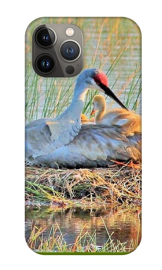 Sandhill Crane with Chicks Malabar Florida - Phone Case